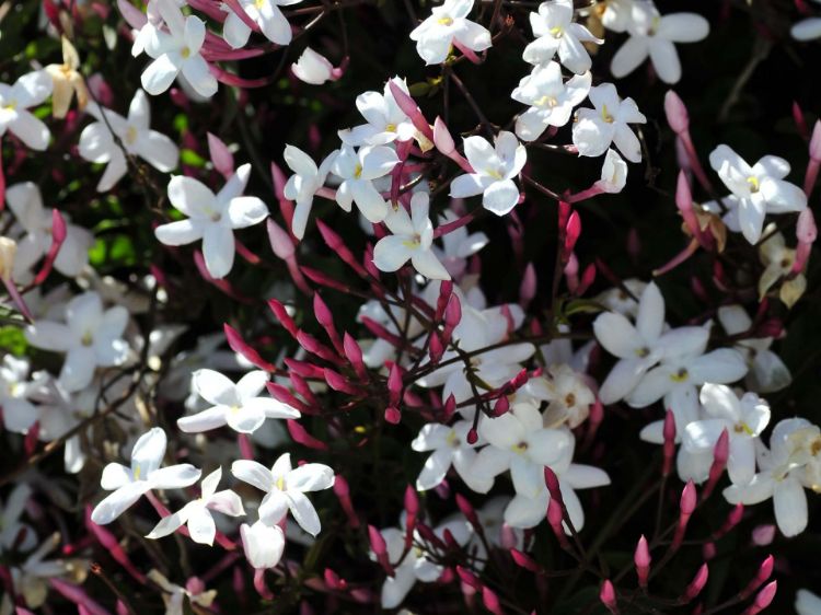 Picture of Jasminum polyanthum