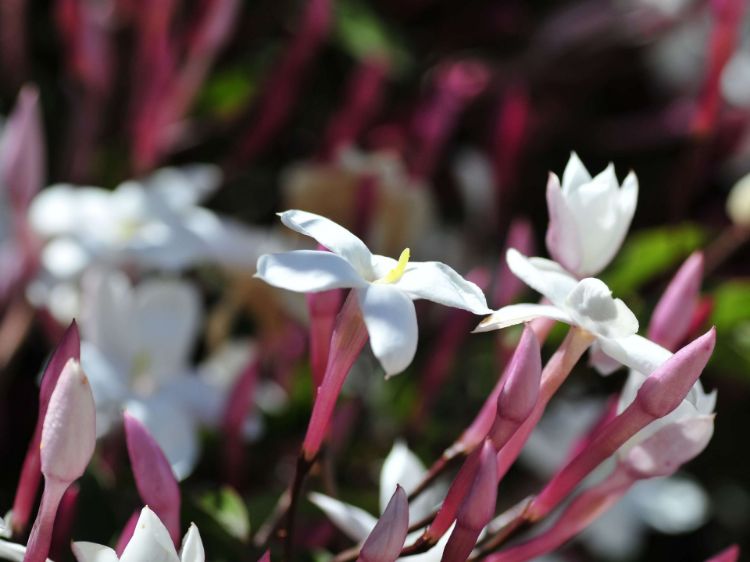 Picture of Jasminum polyanthum