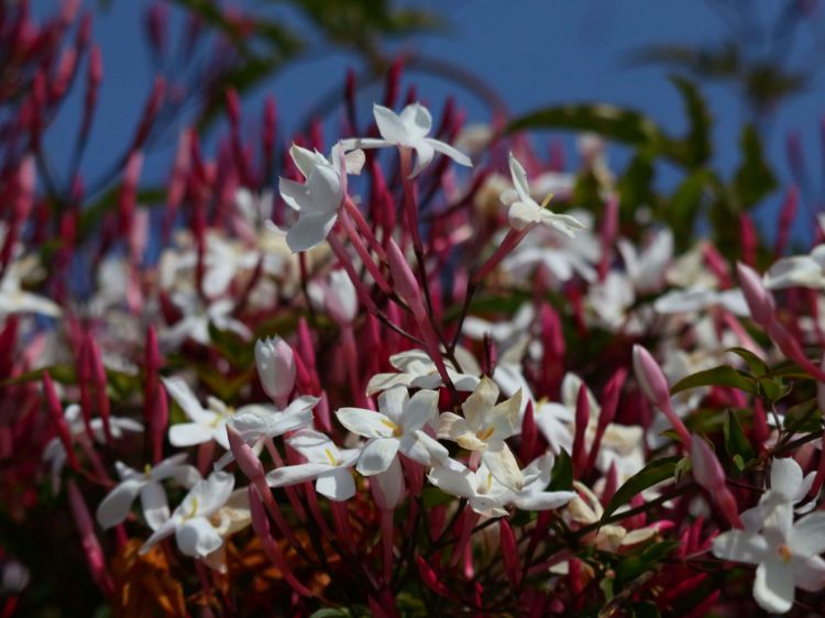 Picture of Jasminum polyanthum