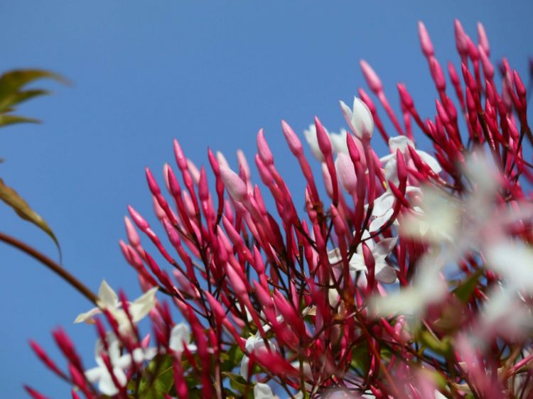 Picture of Jasminum polyanthum