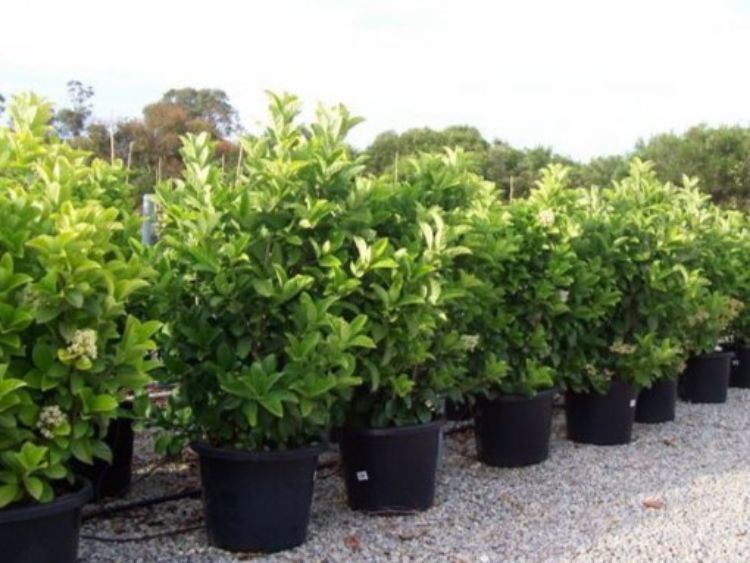 Picture of Viburnum odoratissimum