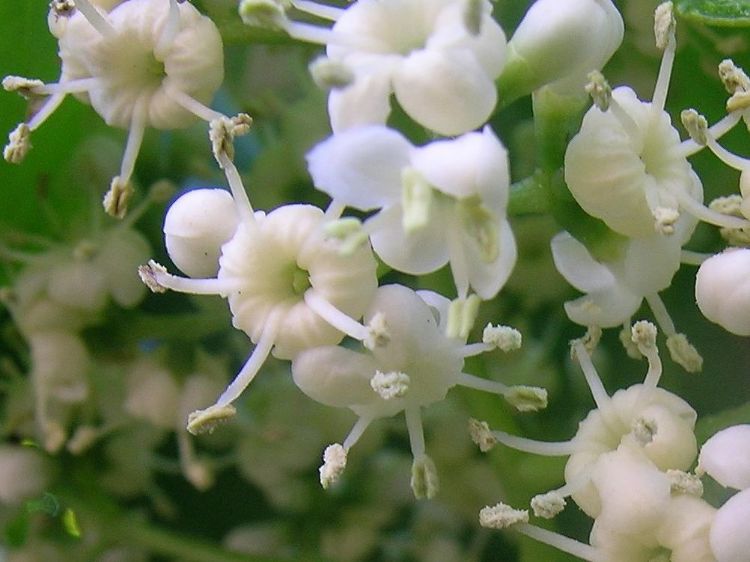 Picture of Viburnum odoratissimum