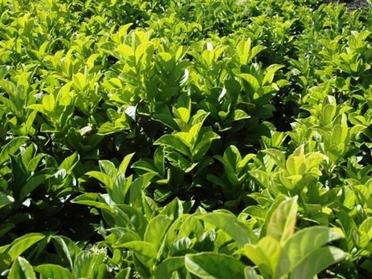 Picture of Viburnum odoratissimum