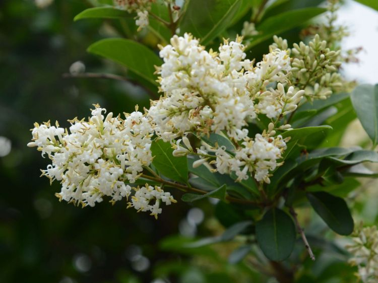 Picture of Viburnum odoratissimum