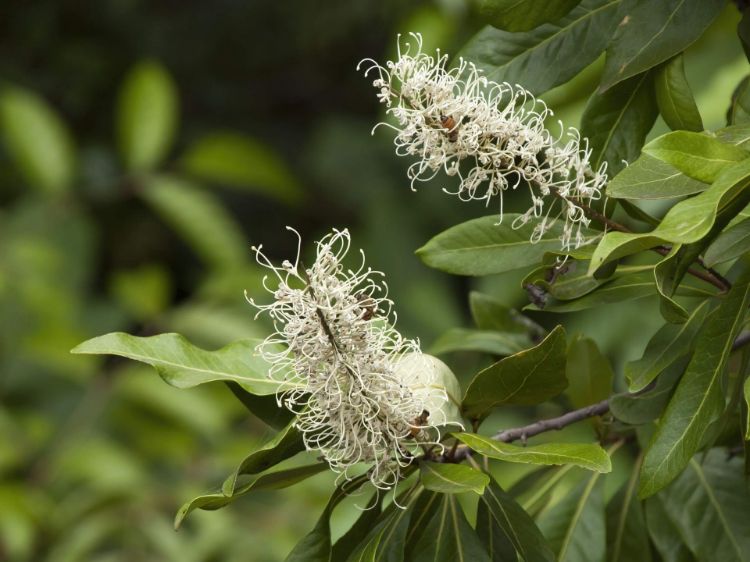 Picture of Buckinghamia celsissima