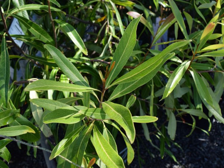 Picture of Buckinghamia celsissima