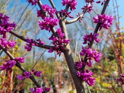 Picture of Cercis canadensis Oklahoma