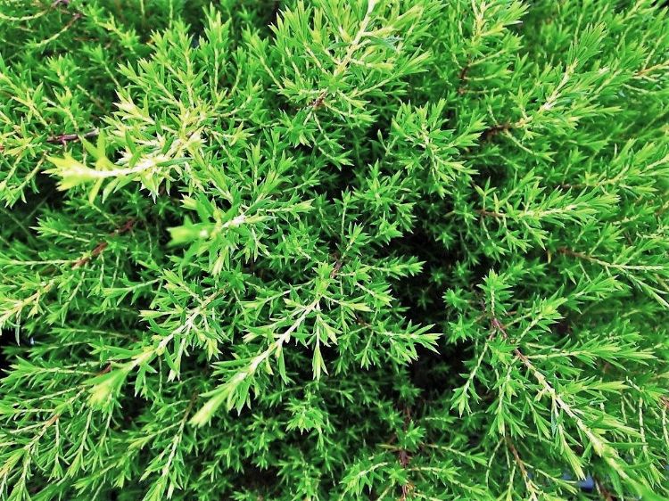 Picture of Coleonema album