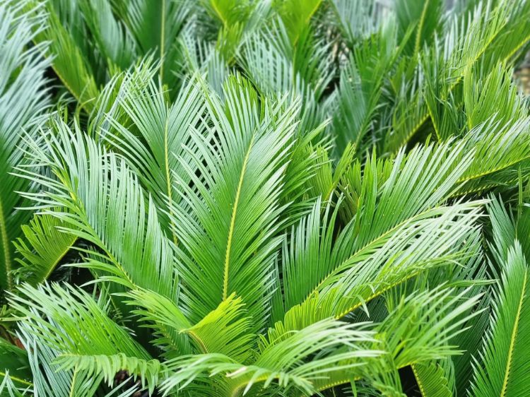Picture of Cycas revoluta