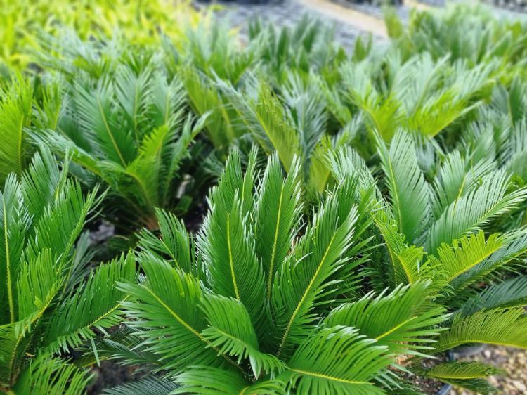 Picture of Cycas revoluta