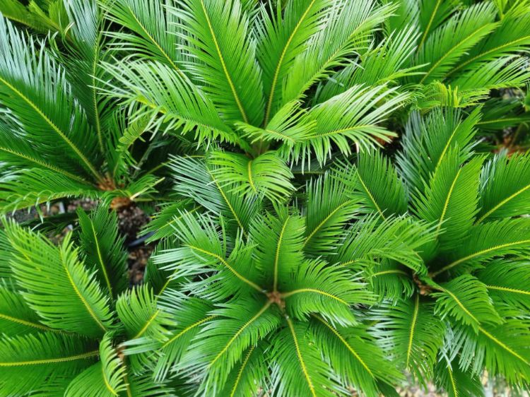 Picture of Cycas revoluta