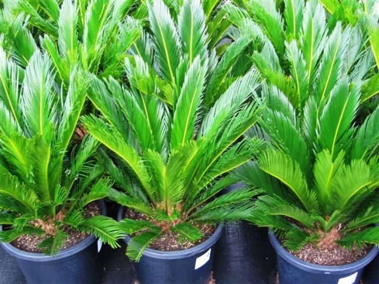 Picture of Cycas revoluta