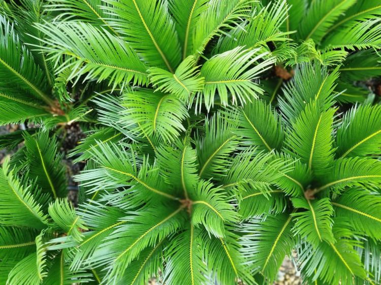 Picture of Cycas revoluta