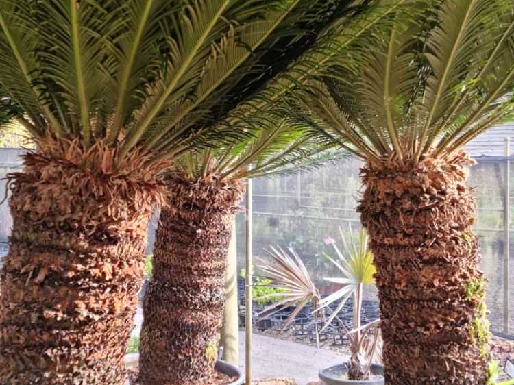 Picture of Cycas revoluta