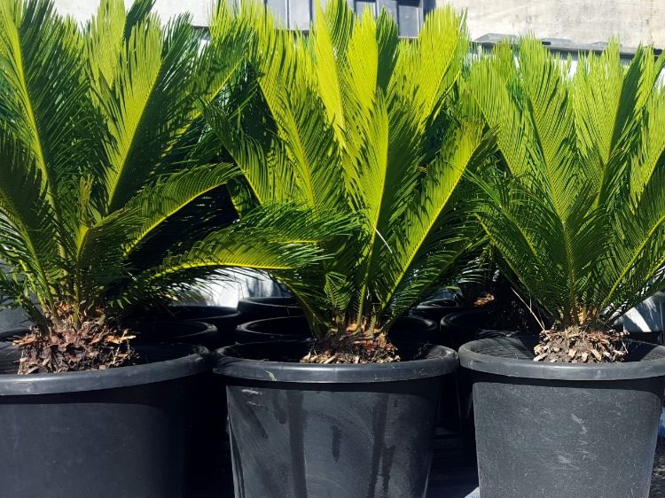 Picture of Cycas revoluta