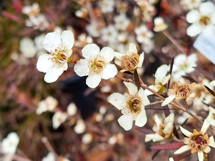 Picture of Leptospermum petersonii Copper Glow