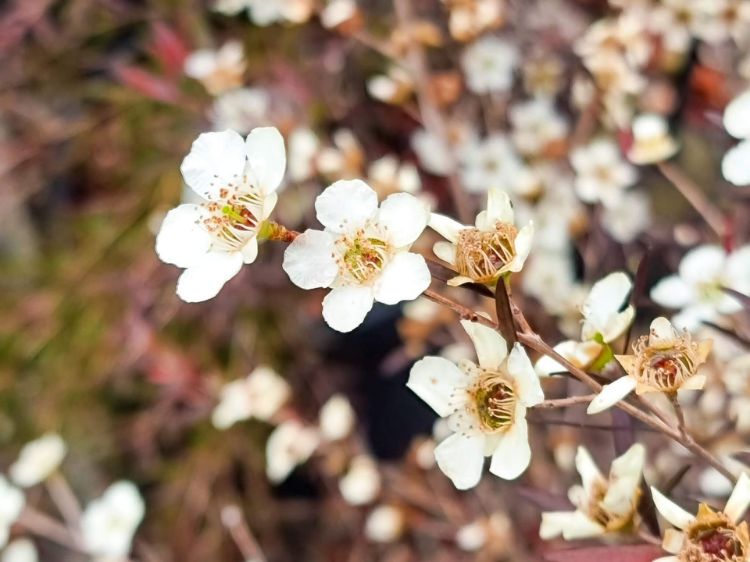 Picture of Leptospermum petersonii Copper Glow