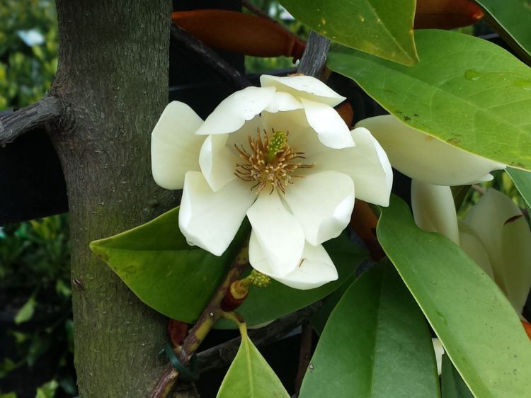 Picture of Magnolia hybrida Fairy Cream