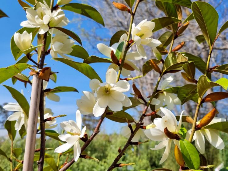 Picture of Magnolia hybrida Fairy Cream