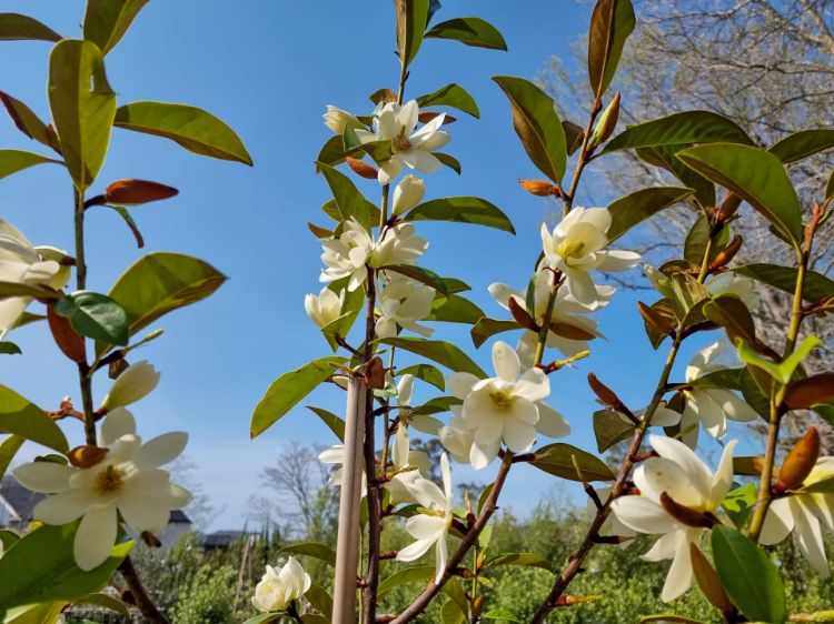 Picture of Magnolia hybrida Fairy Cream