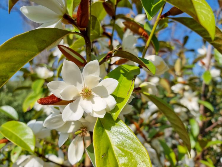 Picture of Magnolia hybrida Fairy Cream