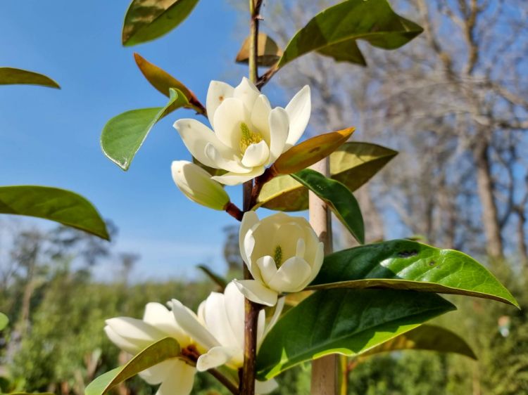 Picture of Magnolia hybrida Fairy Cream