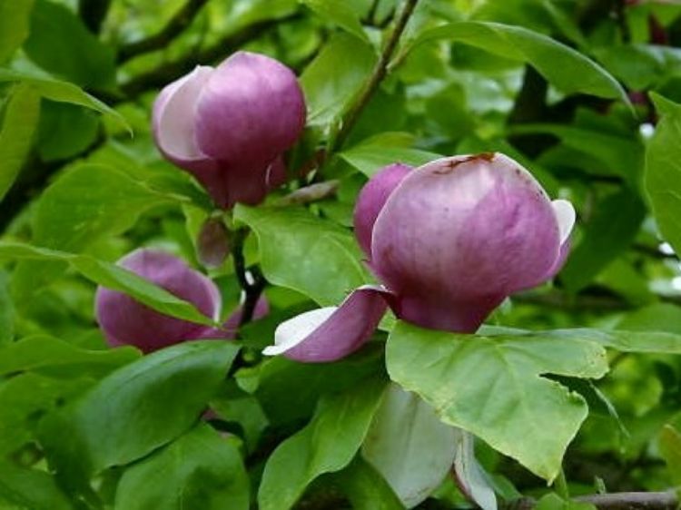 Picture of Magnolia soulangeana