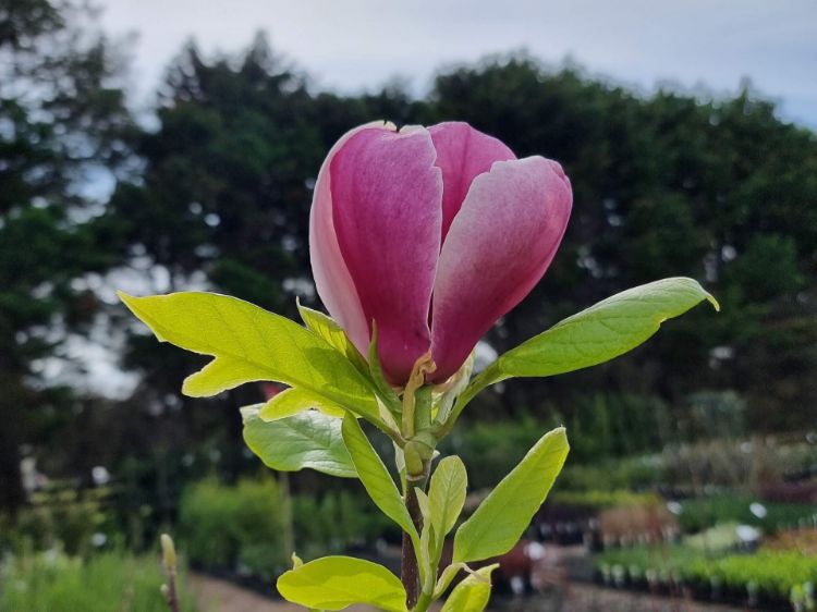 Picture of Magnolia soulangeana