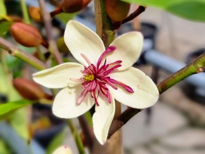 Picture of Magnolia yunnanensis figo White Caviar