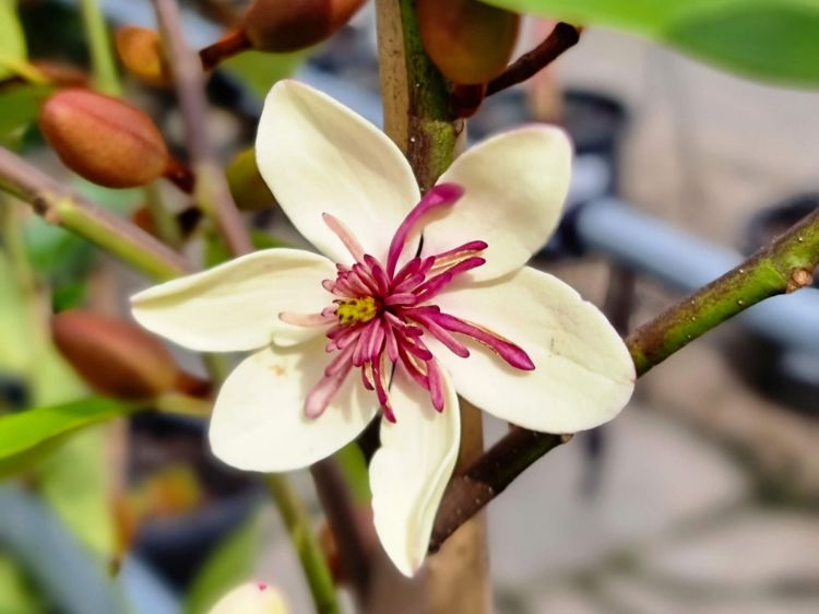 Picture of Magnolia yunnanensis figo White Caviar