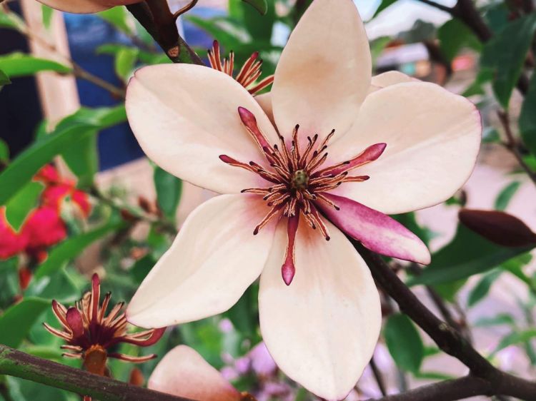 Picture of Magnolia yunnanensis figo White Caviar