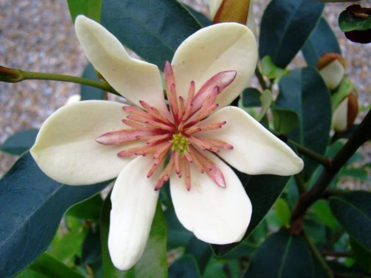 Picture of Magnolia yunnanensis figo White Caviar