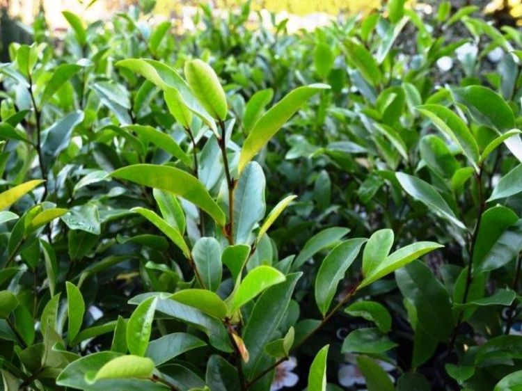 Picture of Magnolia yunnanensis figo White Caviar