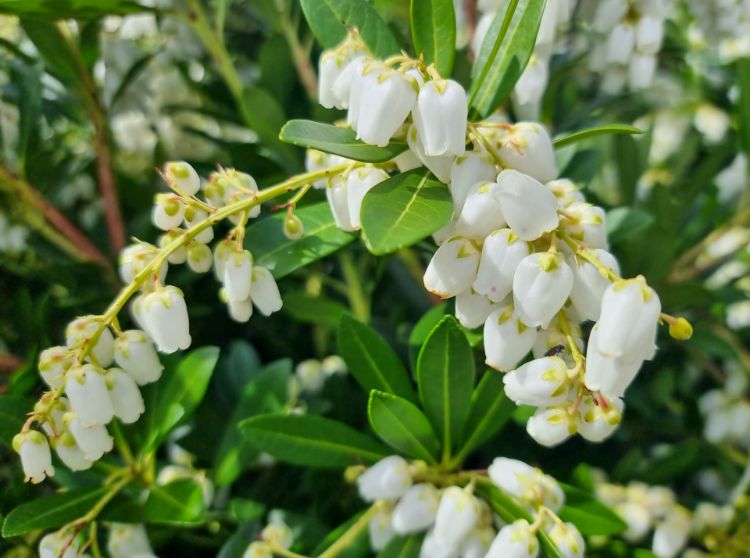 Picture of Pieris japonica Temple Bells