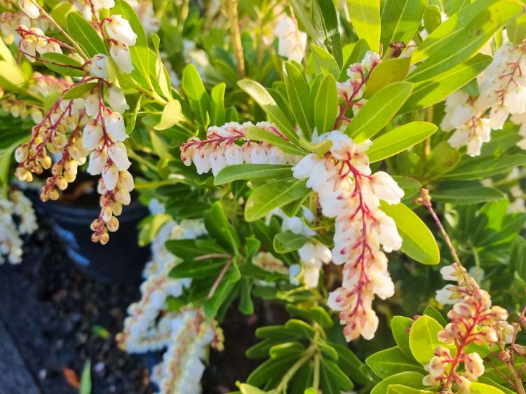 Picture of Pieris japonica Temple Bells