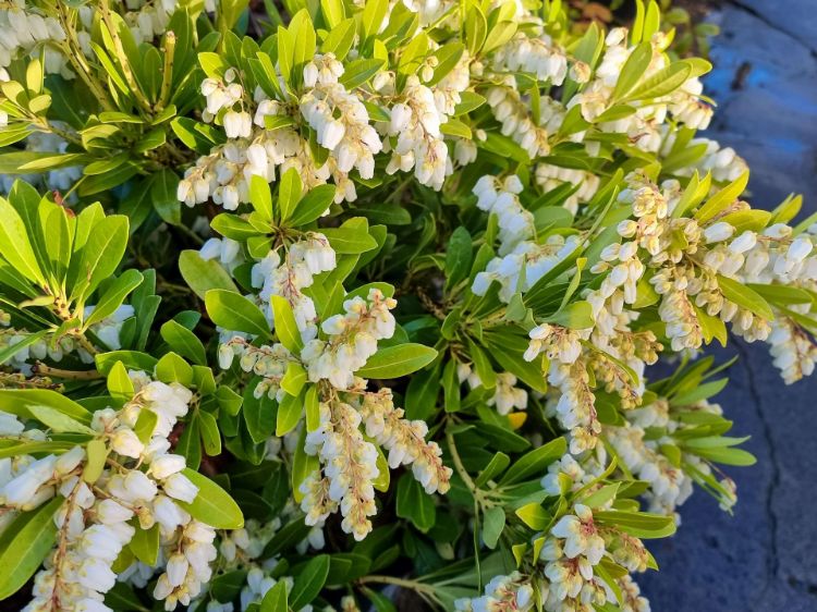 Picture of Pieris japonica Temple Bells
