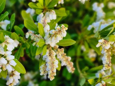 Picture of Pieris japonica Temple Bells