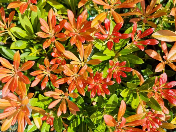 Picture of Pieris japonica Temple Bells