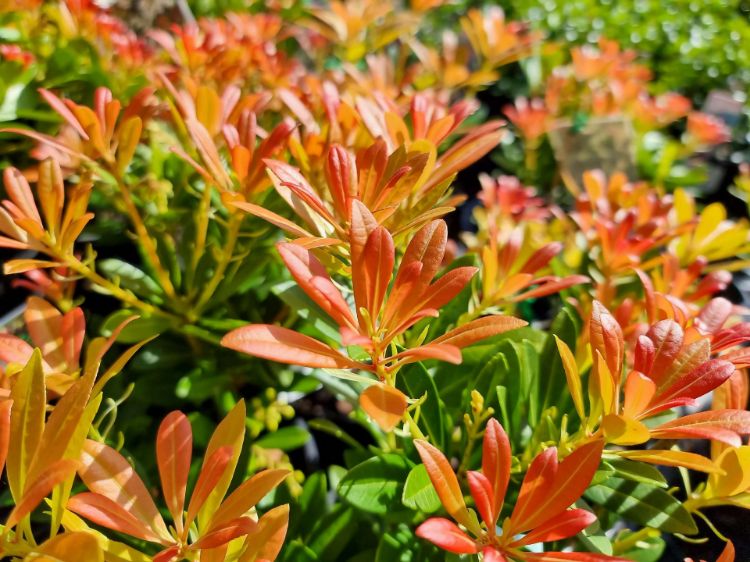 Picture of Pieris japonica Temple Bells