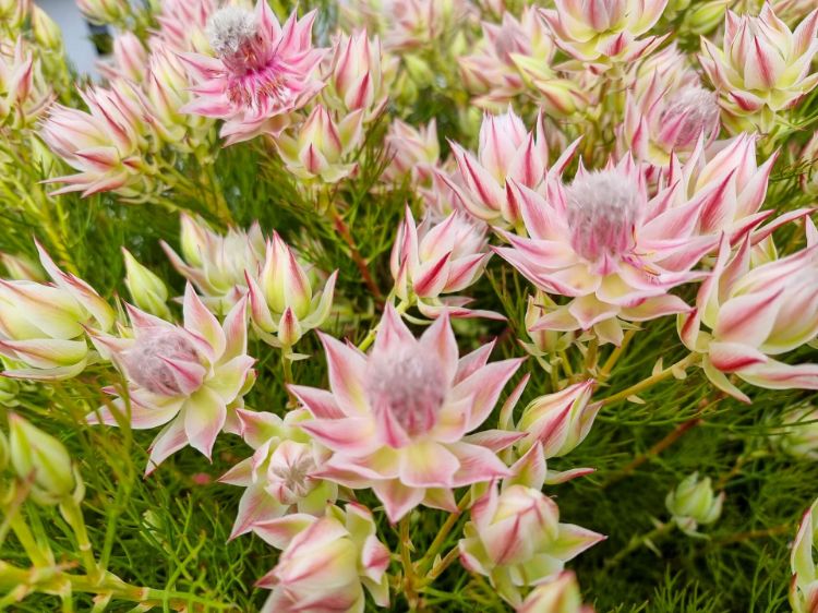 Picture of Serruria florida rosea Pretty N Pink