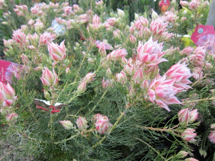 Picture of Serruria florida rosea Pretty N Pink