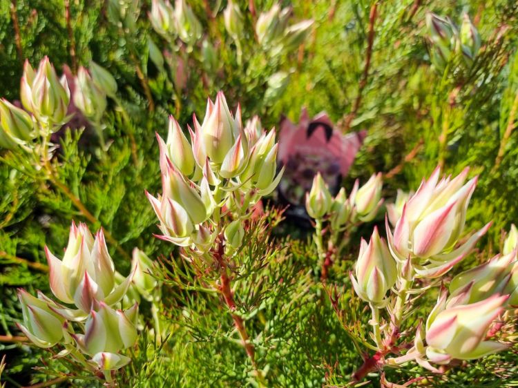 Picture of Serruria florida rosea Pretty N Pink