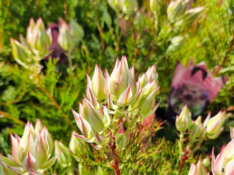 Picture of Serruria florida rosea Pretty N Pink