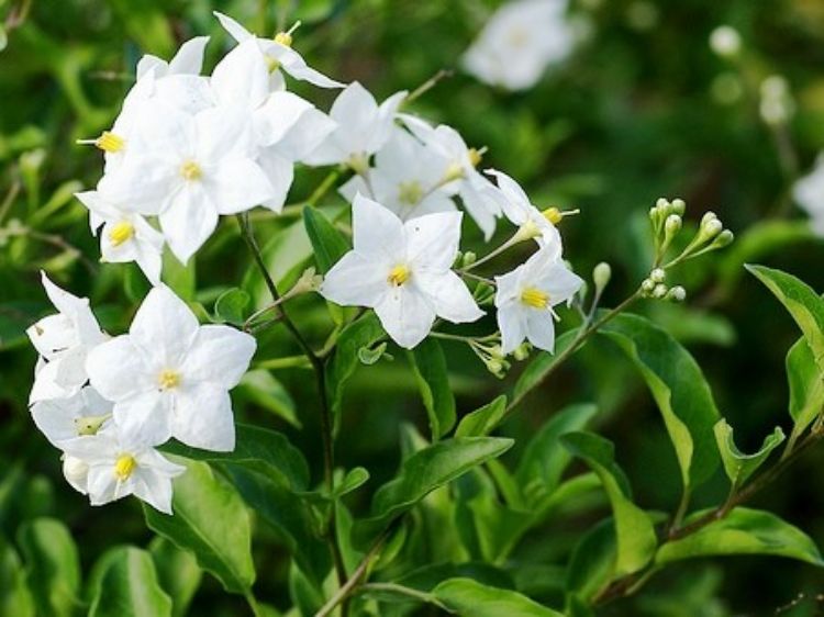 Picture of Solanum laxum