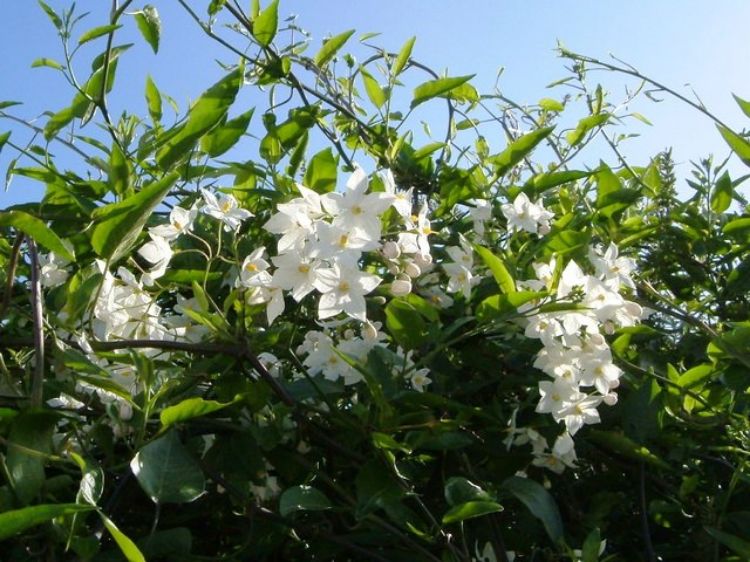 Picture of Solanum laxum
