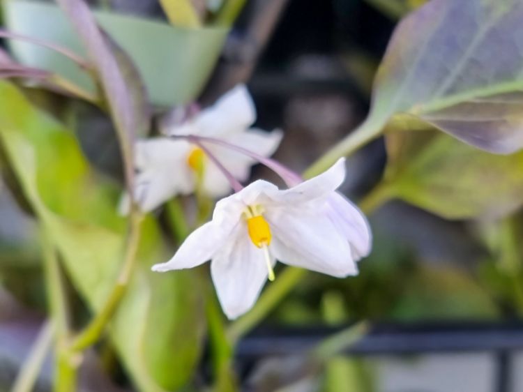 Picture of Solanum laxum