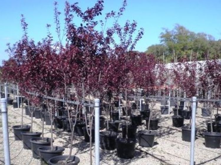 Picture of Prunus cerasifera Nigra