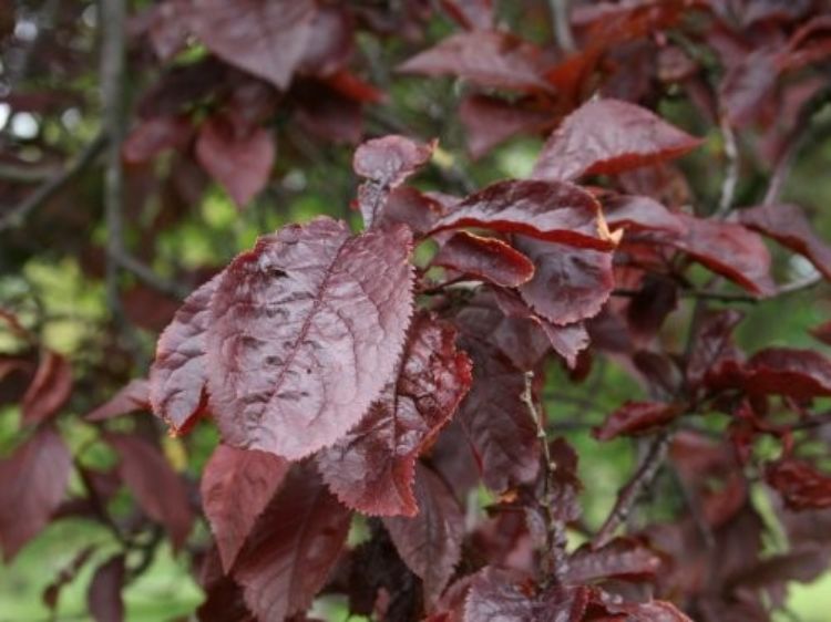 Picture of Prunus cerasifera Nigra
