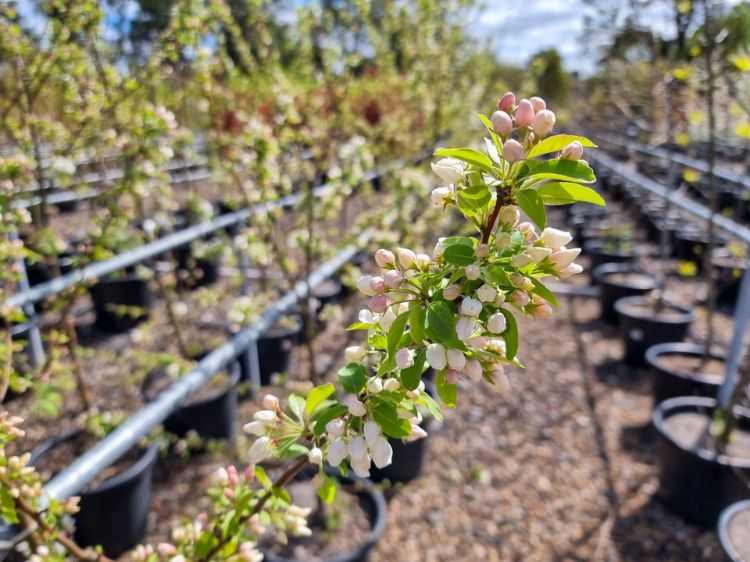 Picture of Malus hybrida Sutyzam Sugar Tyme