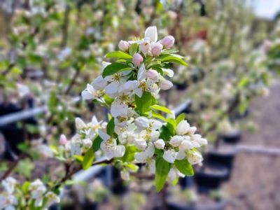 Picture of Malus hybrida Sutyzam Sugar Tyme